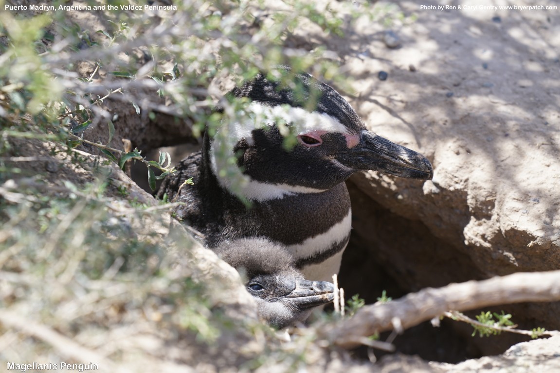 click for next image