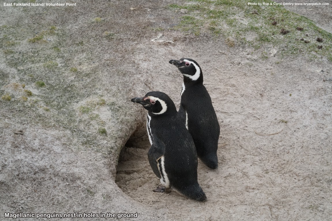 click for next image