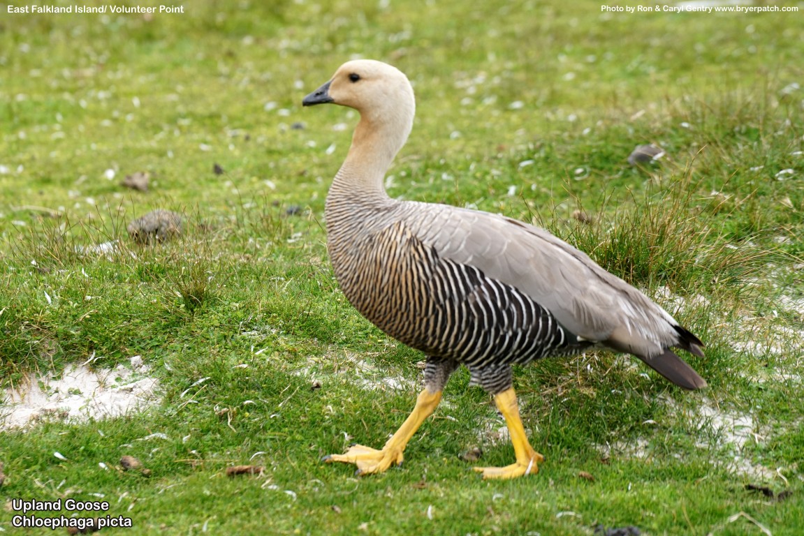 click for next image