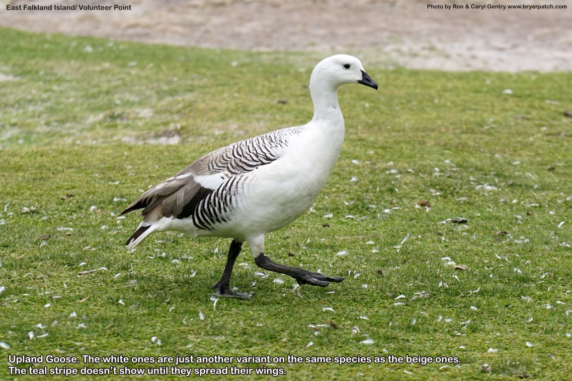 click for next image