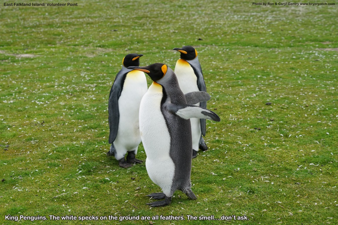 click for next image