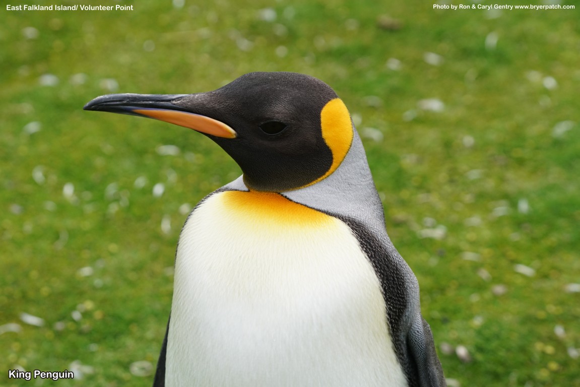 click for next image