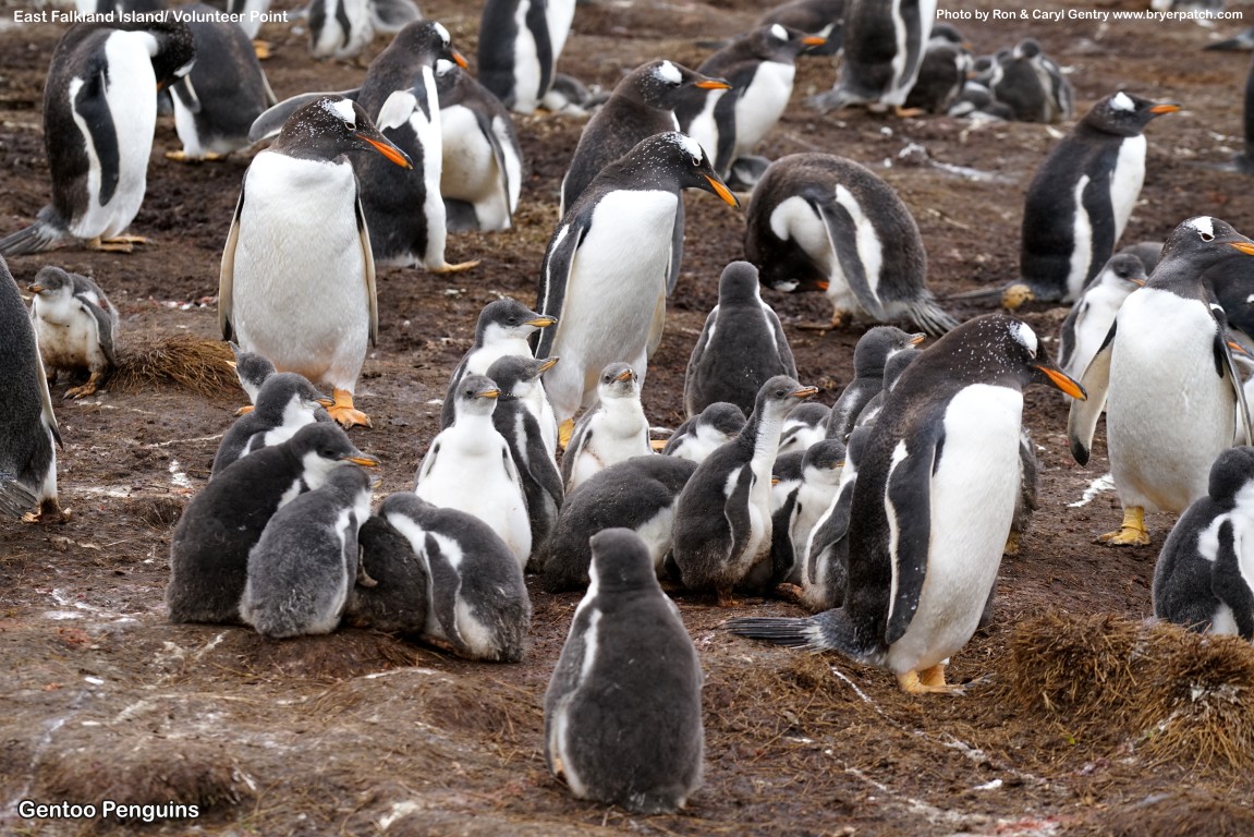 click for next image