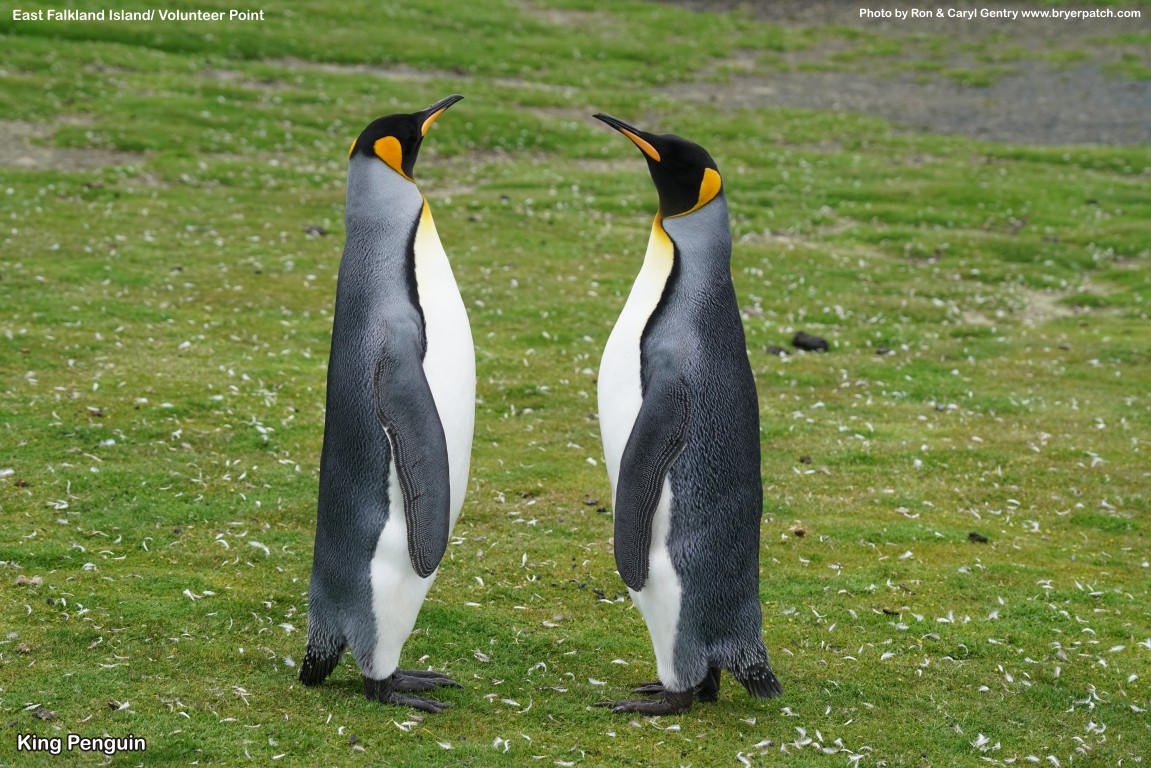 click for next image